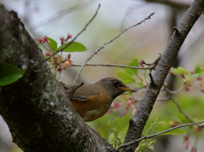 今日の鳥見