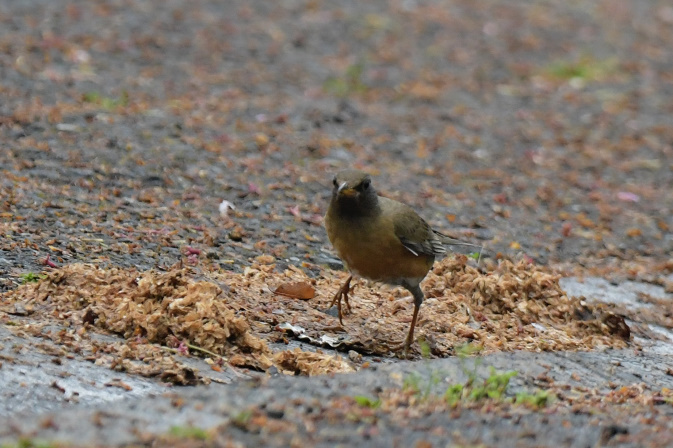 今日の鳥見その③