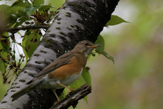 今日の鳥見その③