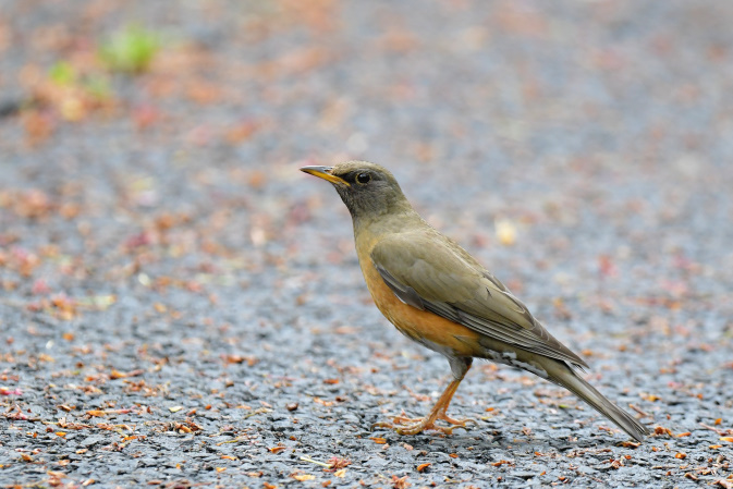 今日の鳥見その③