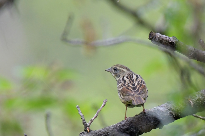 今日の鳥見その④