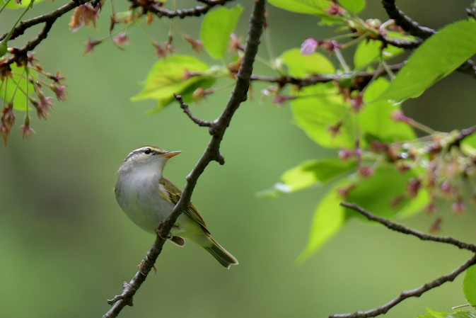 今日の鳥見その④