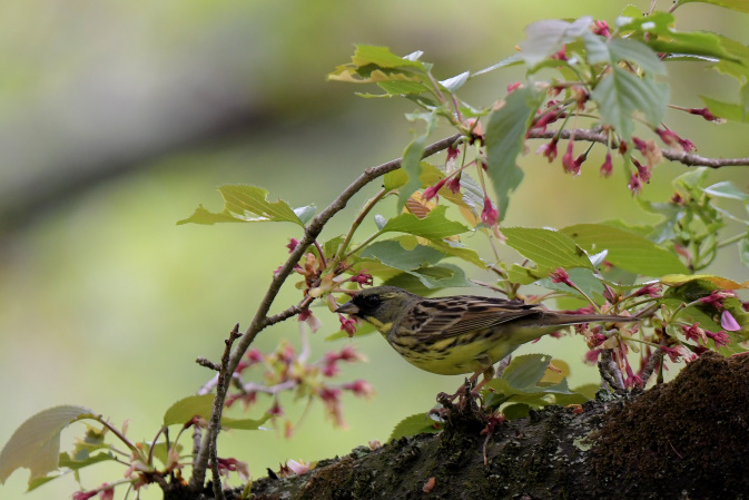 今日の鳥見その④