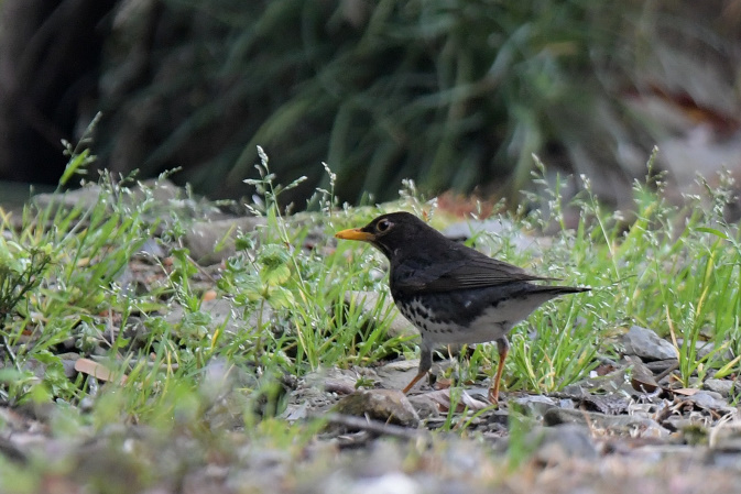 今日の鳥見その②