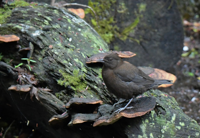 今日の鳥見その②
