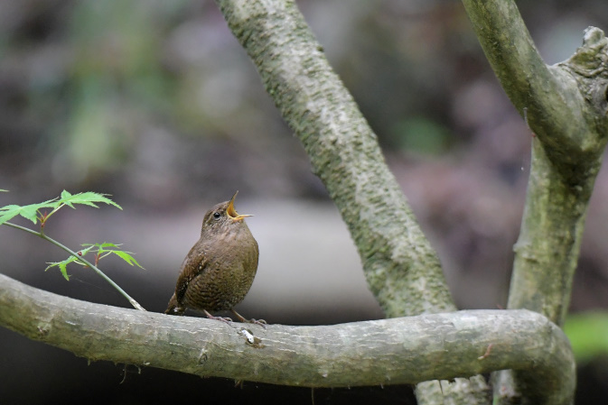 今日の鳥見その②