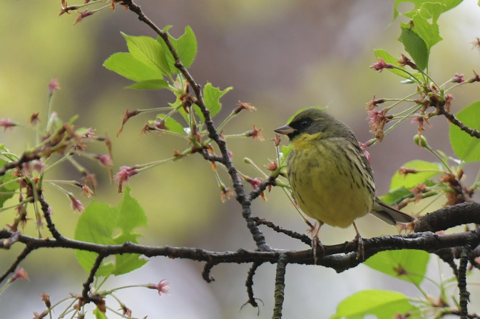 今日の鳥見その②