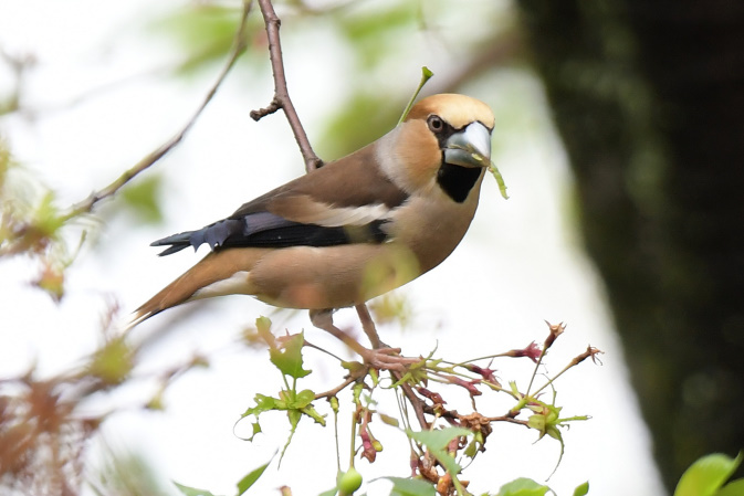 今日の鳥見その③
