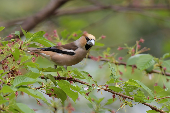 今日の鳥見その③