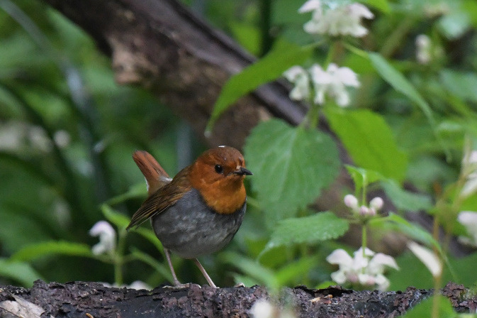 今日の鳥見