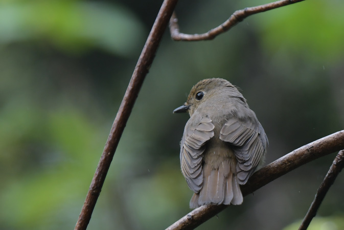 今日の鳥見その②