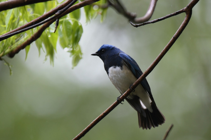 今日の鳥見その②