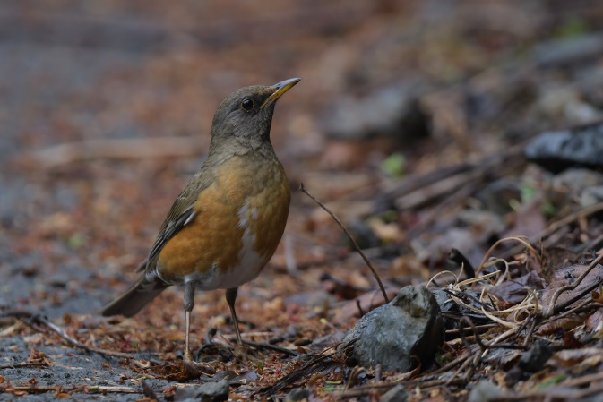 今日の鳥見その②