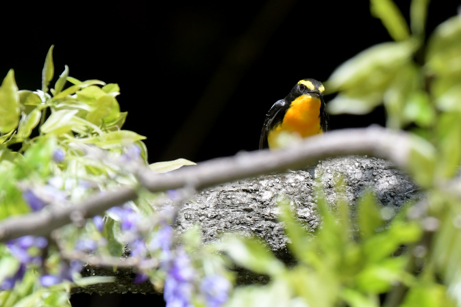 昨日の鳥見その②