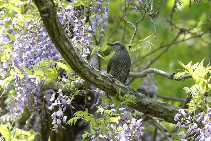 昨日の鳥見その②