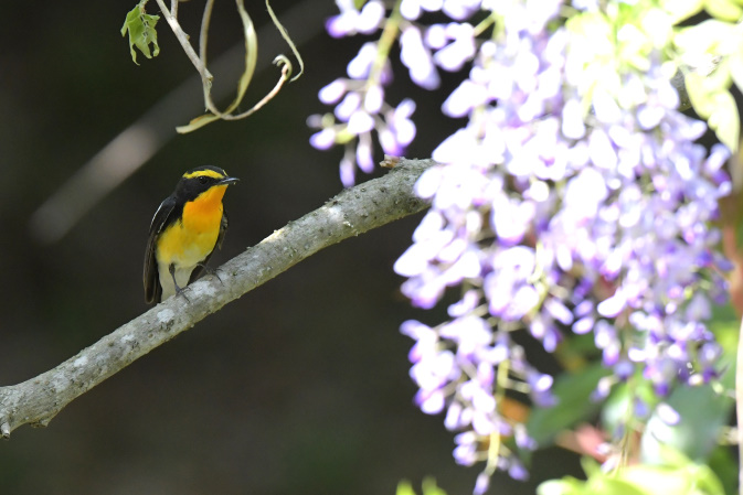 昨日の鳥見その②