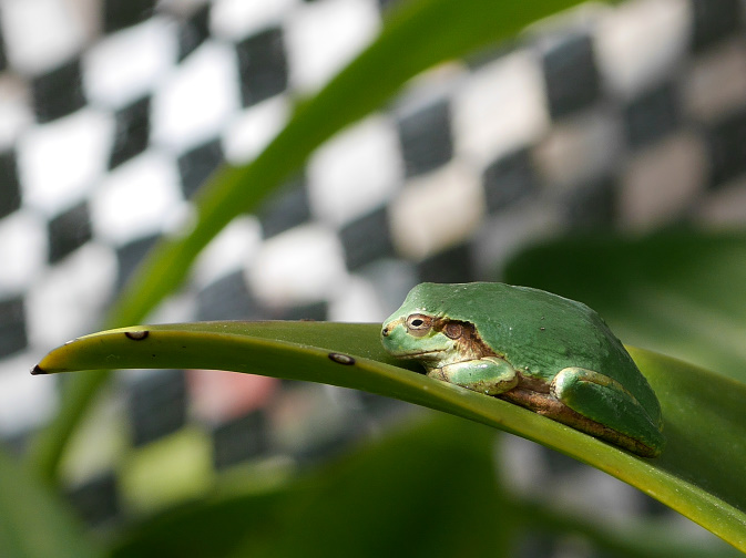 温室のカエル