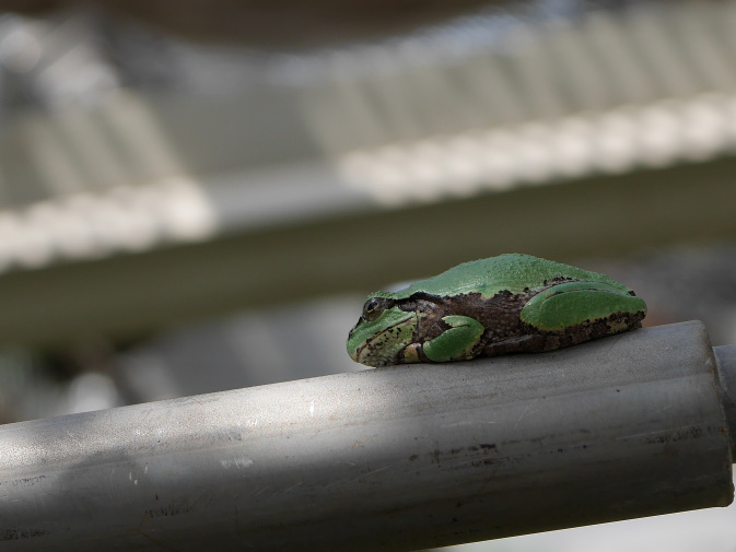 温室のカエル