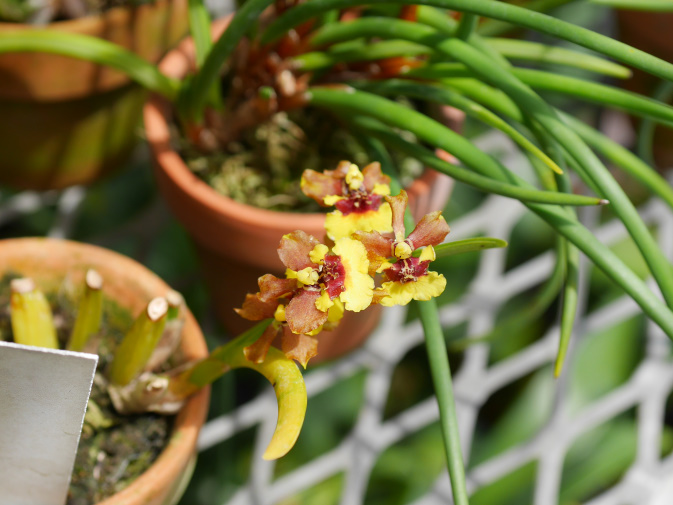 温室に咲く花④