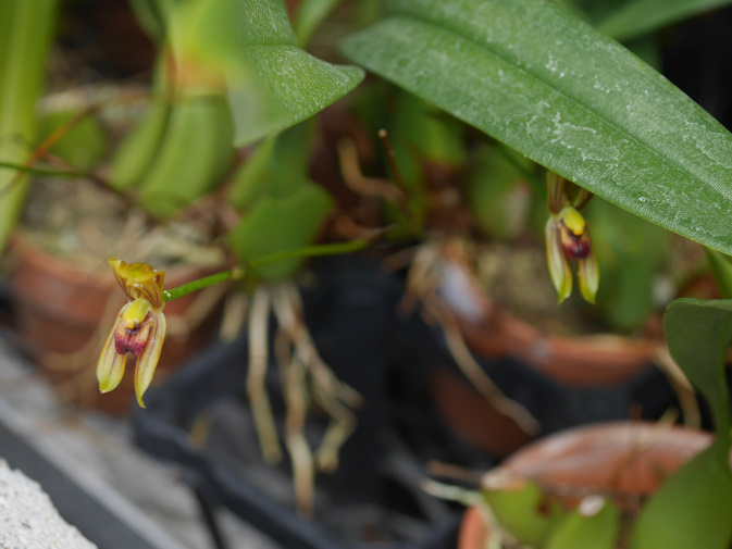 温室に咲く花⑥