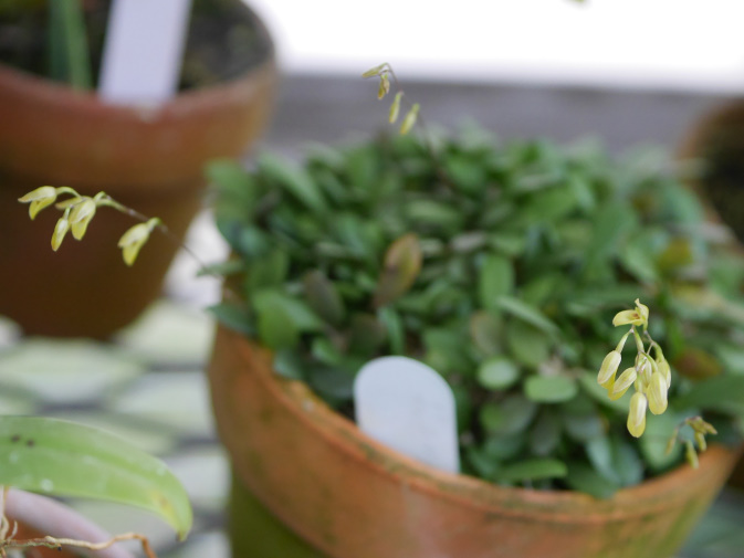 温室に咲く花⑤