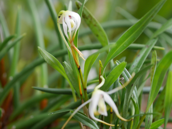 温室に咲く花⑤