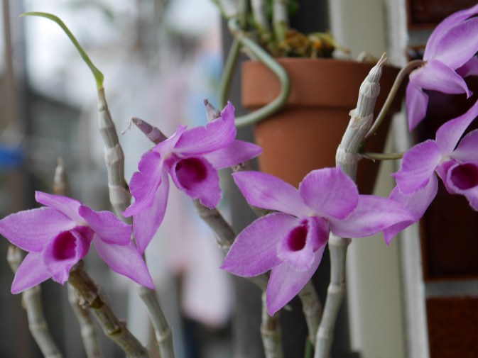 温室に咲く花①