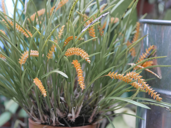 温室に咲く花②