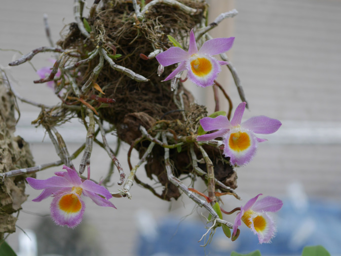温室に咲く花②