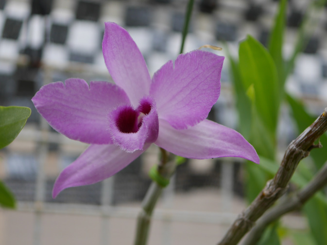 温室に咲く花②