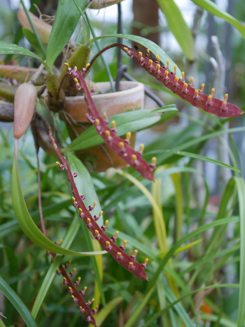 温室に咲く花②