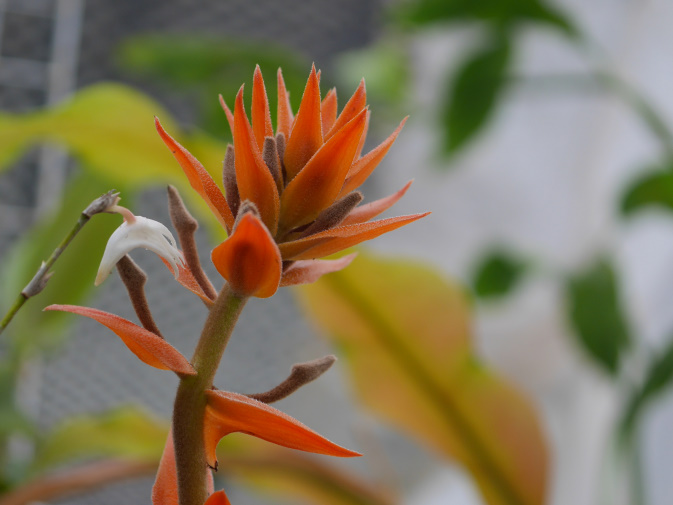 温室に咲く花①