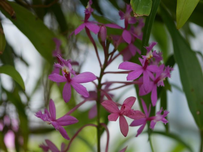 温室に咲く花③