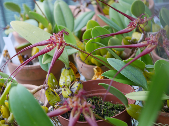 温室に咲く花④