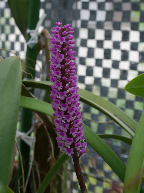 温室に咲く花①