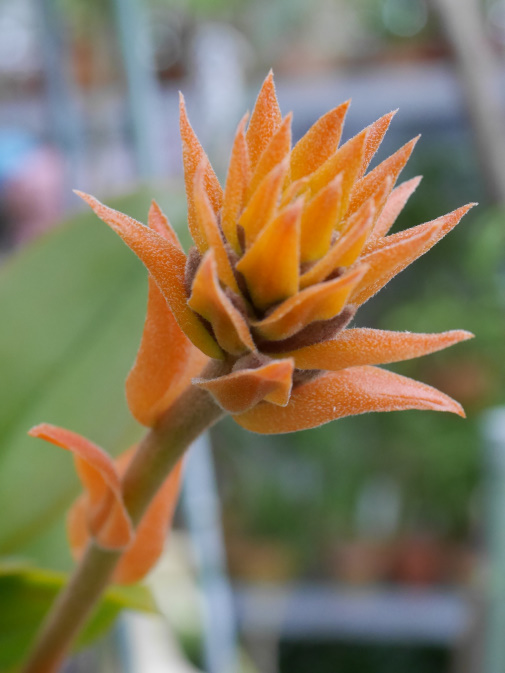 温室に咲く花①