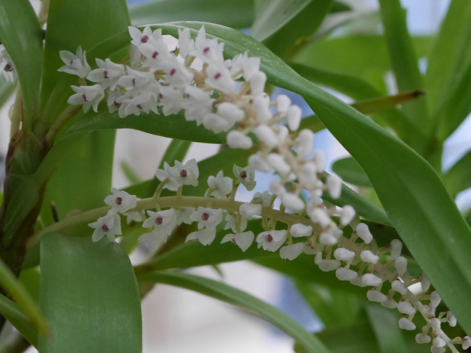 温室に咲く花③