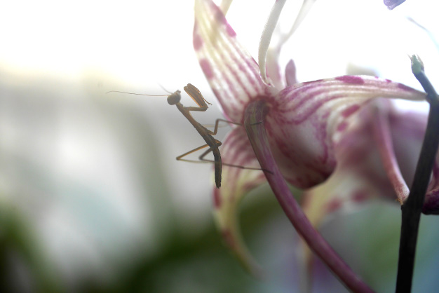 温室のカマキリ