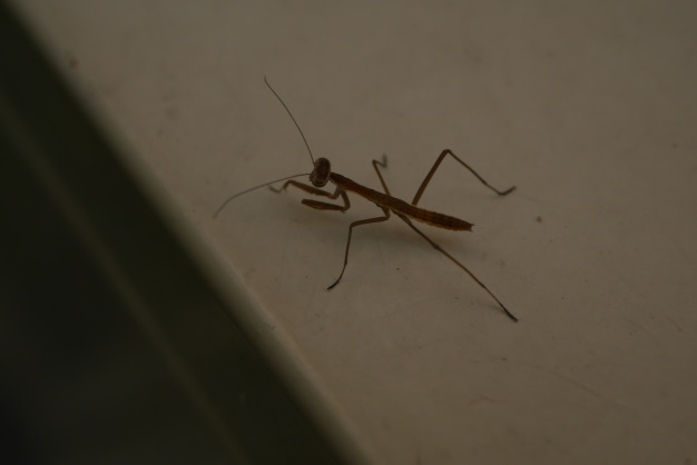 温室のカマキリ