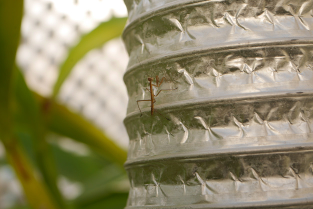 温室のカマキリ