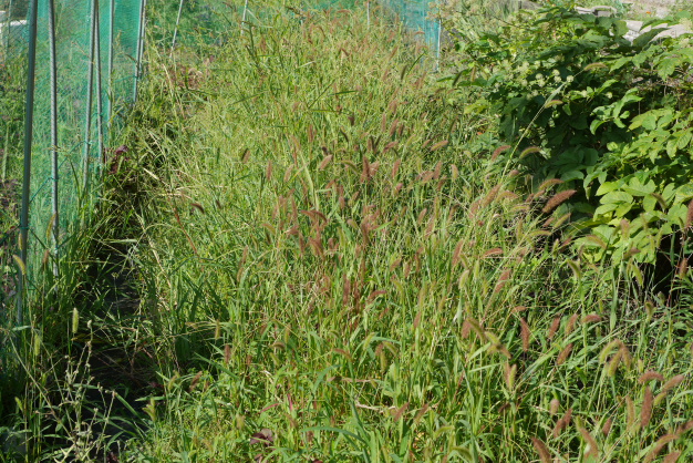 雑草に負けないぞ