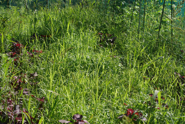 雑草に負けないぞ