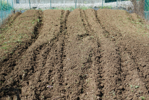 雑草に負けないぞ