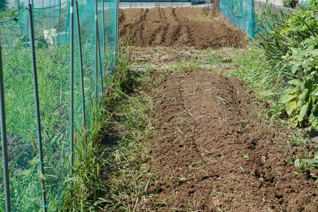 雑草に負けないぞ