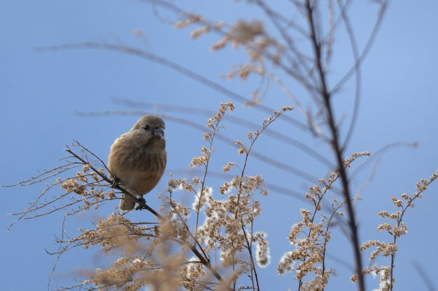 今日の鳥見