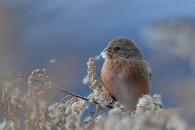 今日の鳥見
