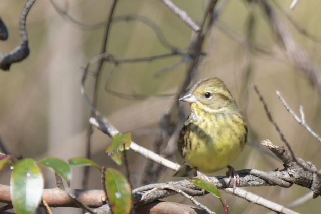 今日の鳥見