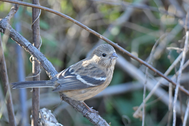 今日の鳥見　新春鳥運試し