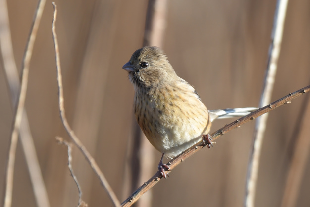 今日の鳥見　新春鳥運試し