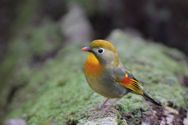 今日の鳥見